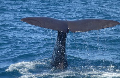 Balena